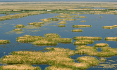 Marshland with grassy islands in calm water