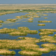 Marshland with grassy islands in calm water