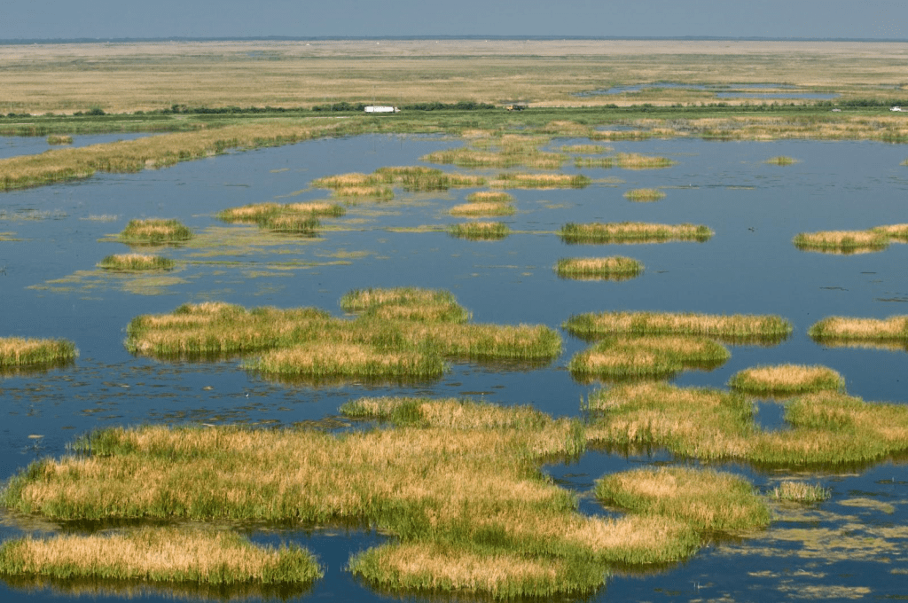 Marshland with grassy islands in calm water