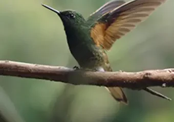 Hummingbird perched on branch with wings raised