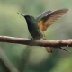 Hummingbird perched on branch with wings raised