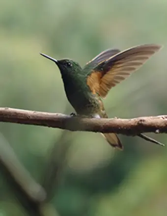 Hummingbird perched on branch with wings raised
