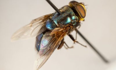 New World screwworm fly