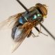 New World screwworm fly