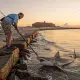 Man with fishing rod near shark at sunset
