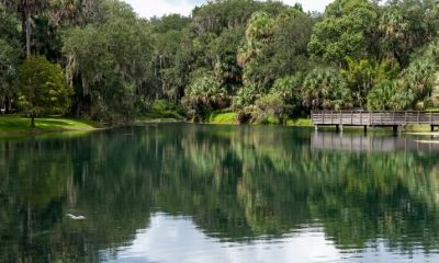 Serene lake with trees and wooden dock