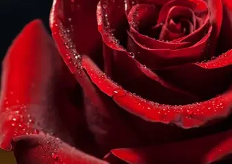Close-up of red rose with water droplets