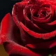 Close-up of red rose with water droplets