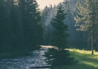 Sunlit forest with stream and tall pine trees