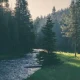 Sunlit forest with stream and tall pine trees
