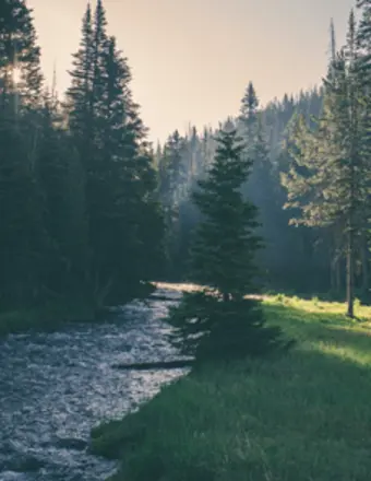 Sunlit forest with stream and tall pine trees