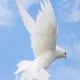 White dove flying against blue sky