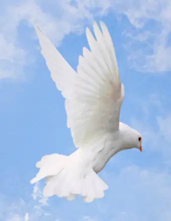 White dove flying against blue sky