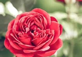Close-up of a vibrant red rose in bloom
