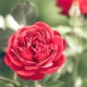 Close-up of a vibrant red rose in bloom