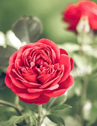 Close-up of a vibrant red rose in bloom