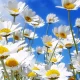 White daisies against bright blue sky