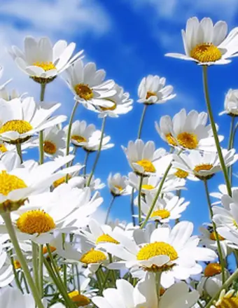 White daisies against bright blue sky
