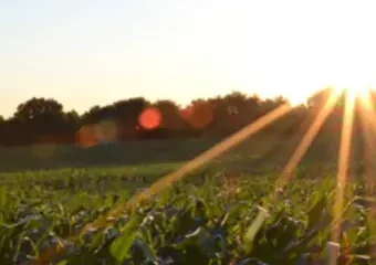 Sunset rays over lush green cornfield