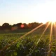 Sunset rays over lush green cornfield