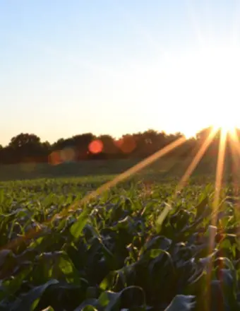 Sunset rays over lush green cornfield