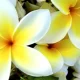 Close-up of white and yellow plumeria flowers