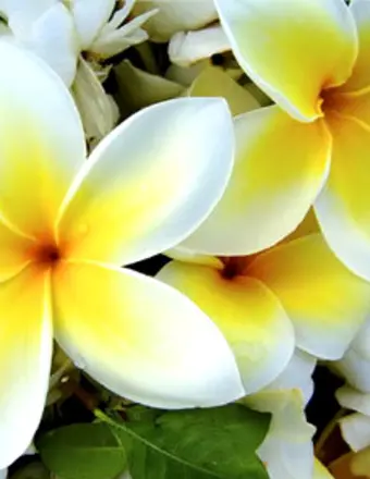 Close-up of white and yellow plumeria flowers