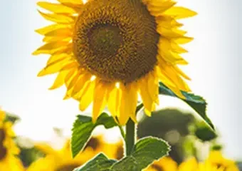 Bright yellow sunflower in a sunny field