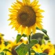 Bright yellow sunflower in a sunny field