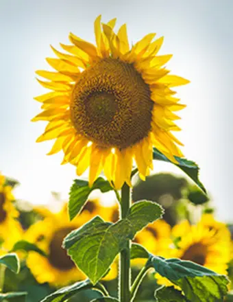 Bright yellow sunflower in a sunny field