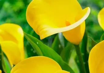 Bright yellow calla lilies with green leaves