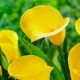 Bright yellow calla lilies with green leaves