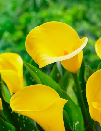 Bright yellow calla lilies with green leaves