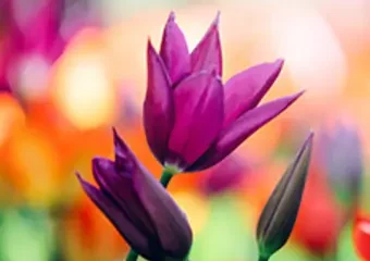 Purple tulips with colorful blurred garden background