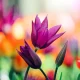 Purple tulips with colorful blurred garden background