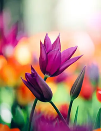 Purple tulips with colorful blurred garden background