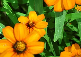 Bright orange flowers with green leaves close-up