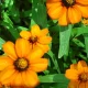 Bright orange flowers with green leaves close-up