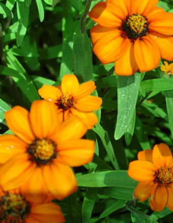 Bright orange flowers with green leaves close-up