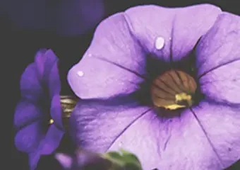 Close-up of purple petunia flower in bloom