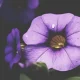 Close-up of purple petunia flower in bloom