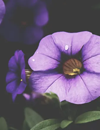 Close-up of purple petunia flower in bloom