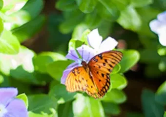 Orange butterfly on purple flower with green leaves