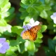 Orange butterfly on purple flower with green leaves