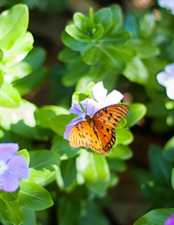 Orange butterfly on purple flower with green leaves