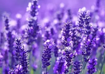 Close-up of vibrant purple lavender flowers in bloom