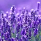 Close-up of vibrant purple lavender flowers in bloom