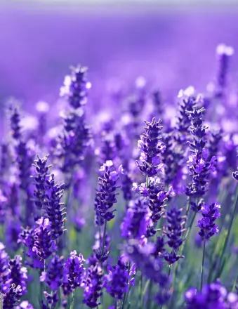 Close-up of vibrant purple lavender flowers in bloom