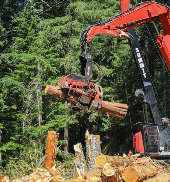 Logging excavator lifting cut logs in forest