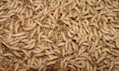Close-up of mealworms on grain bedding